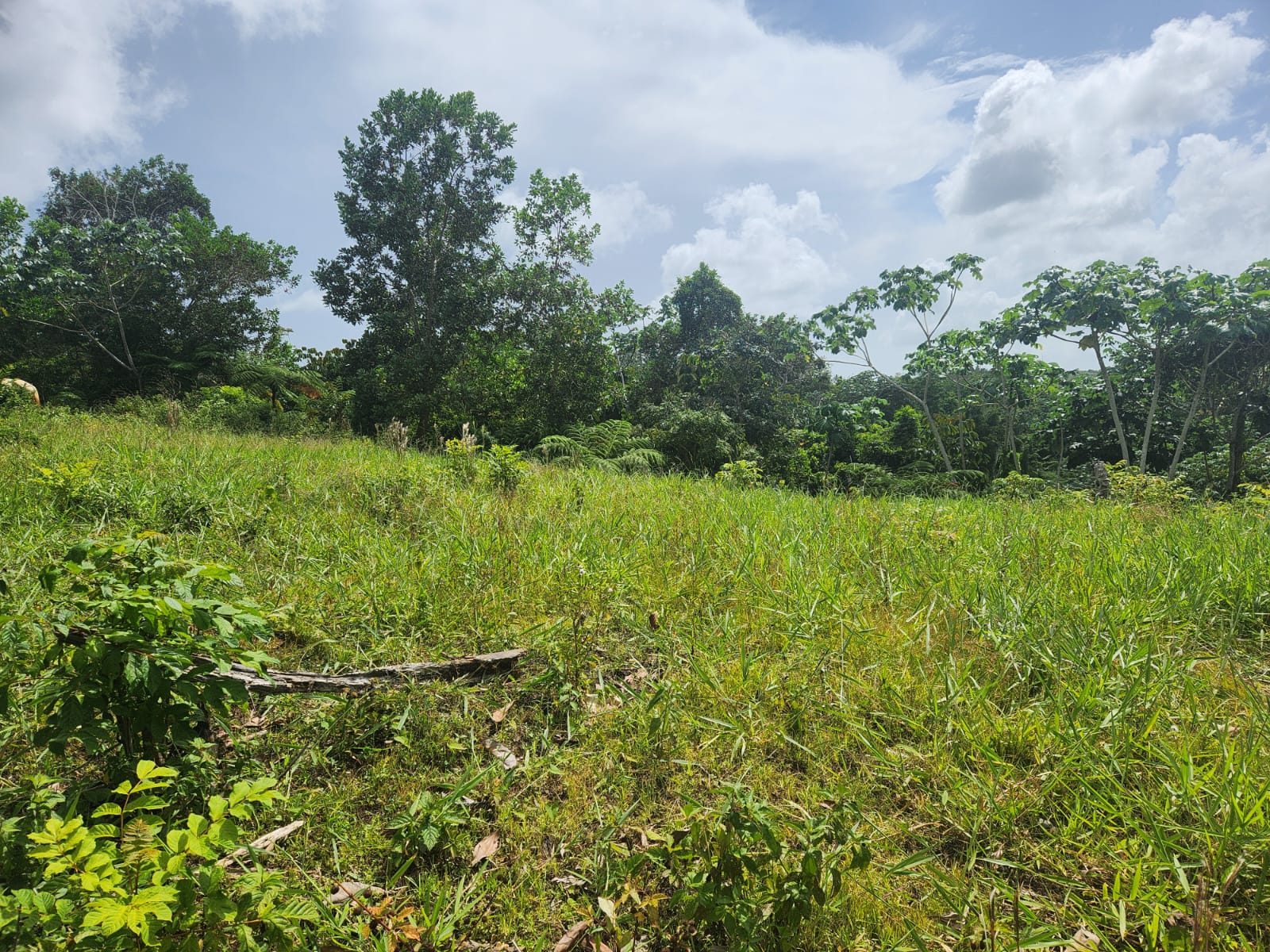 Réf VT250611 PLOT AT 10 MINUTES FROM LAS TERRENAS WITH OCEAN VIEW