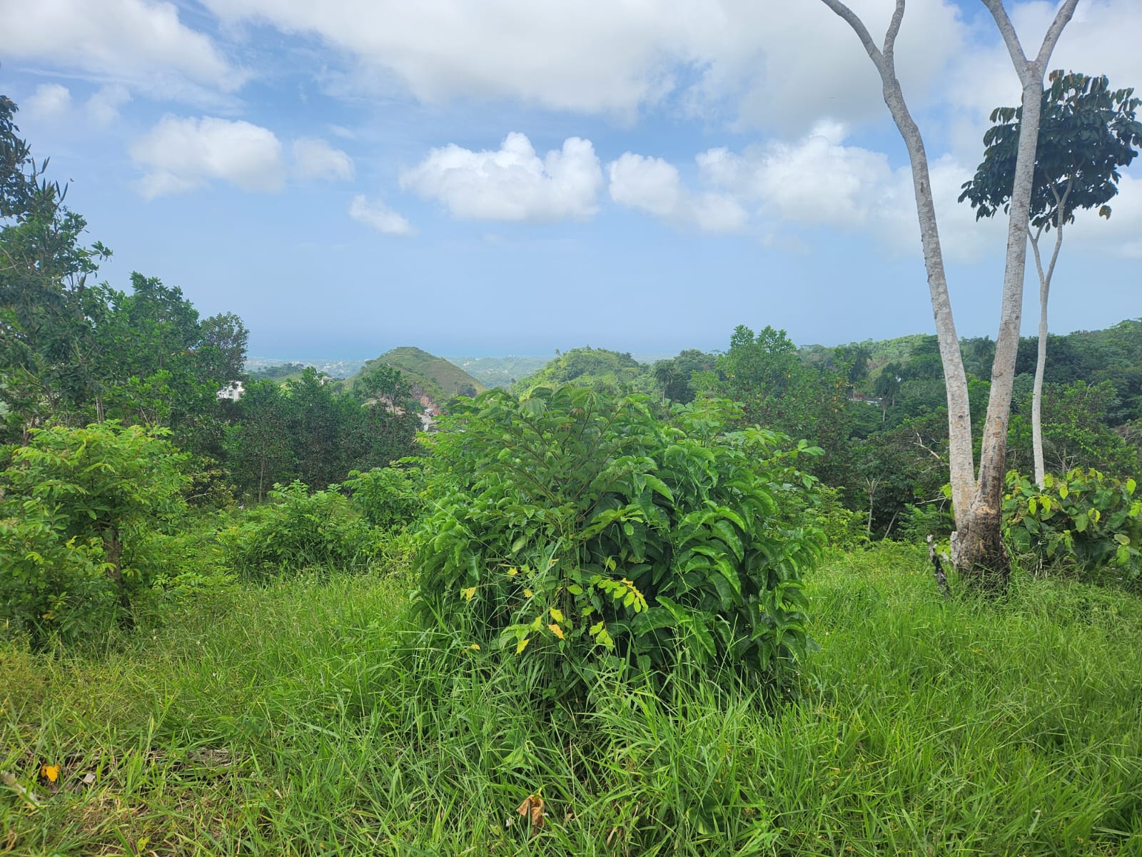 Réf VT250611 PLOT AT 10 MINUTES FROM LAS TERRENAS WITH OCEAN VIEW