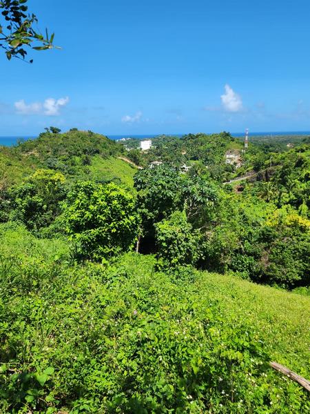 REF/250601 PLOT FOR SALE ON LOMA COSON OCEAN VIEW
