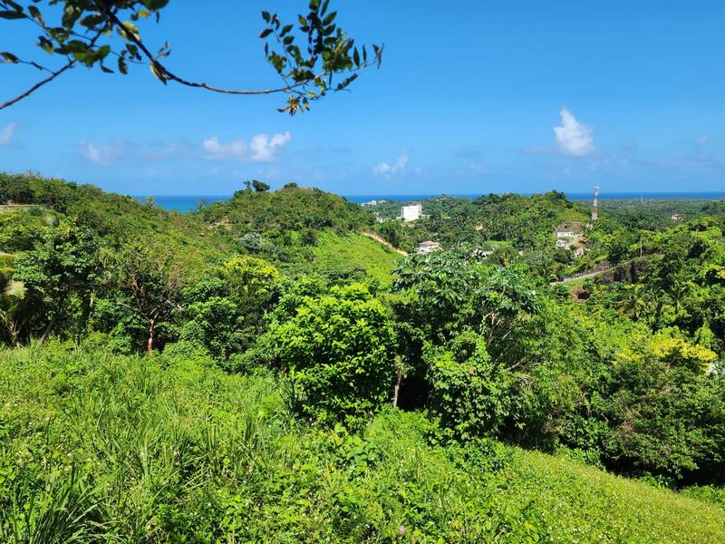 REF/250601 PLOT FOR SALE ON LOMA COSON OCEAN VIEW